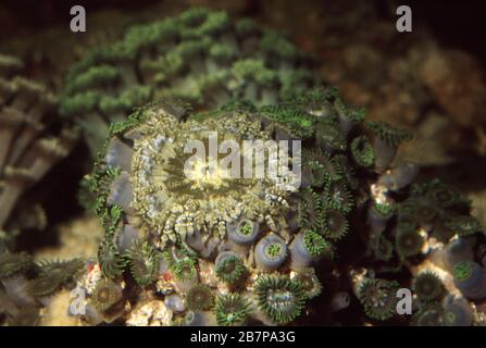Beaded sea anemone, Heteractis aurora Stock Photo