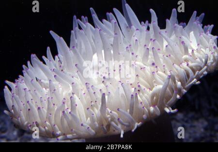Malu anemone, Heteractis (Radianthus) malu Stock Photo - Alamy