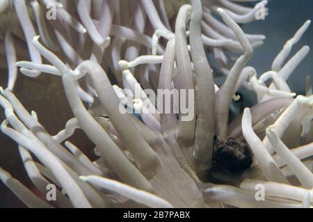 Fecal dejection of sea anemone (Heteractis sp.) Stock Photo