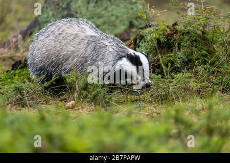 The European badger (Meles meles) also known as the Eurasian badger is in the forest Stock Photo