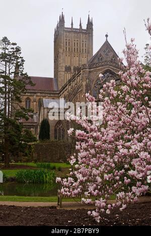 a springtime view of Wells Cathedral with its reflection in the ponds as seen from within the grounds of the Bishops Palace. Somerset England, UK Stock Photo