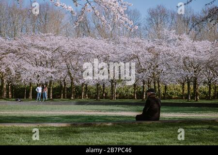Amsterdam Netherlands March 2020, Kersenbloesempark translation flower park There are 400 cherry trees in the Amsterdamse Bos, In the spring you can Stock Photo