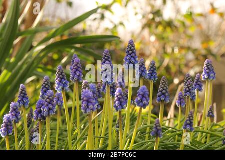 a group blue grape hyacinths in a green garden in springtime Stock Photo