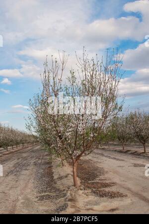 Almond trees in blossom, in Bakersfield, California, United States. Stock Photo