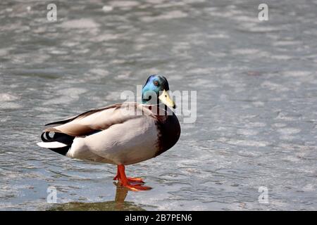 Mallard duck walking on melting ice. Male wild duck on the lake, early spring weather Stock Photo