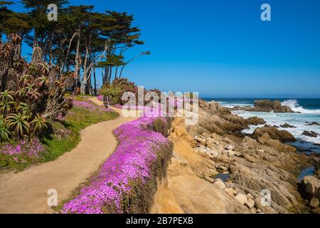 Purple wild flowers on Monterey beach in srping with blue sky, California, USA Stock Photo