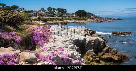 Purple wild flowers on Monterey beach in srping with blue sky, California, USA Stock Photo
