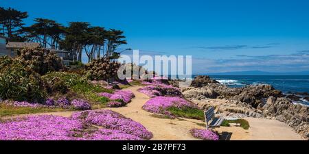 Purple wild flowers on Monterey beach in spring with blue sky, California, USA Stock Photo