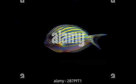 Blue banded surgeonfish - Acanthurus lineatus Stock Photo