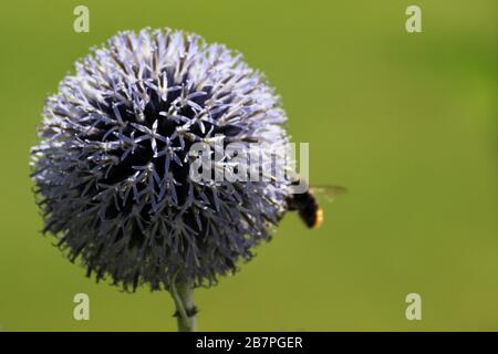 Close-up of blue or purple globe thistle (Echinops) with copy space and bee in the background Stock Photo