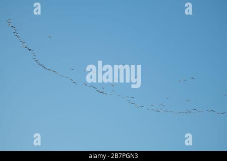 Flock of pink footed geese (Anser brachyrhynchus), Loch Leven National Nature Reserve, Scotland, UK. Stock Photo