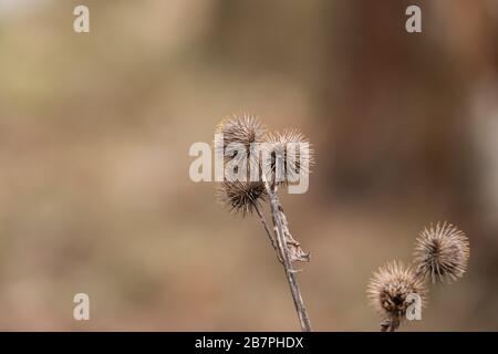 Dried Burdock Fruits in Winter Stock Photo