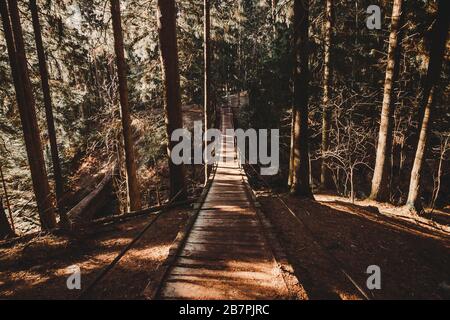 Suspension bridge in the pine forest. Photo with scenic view Stock Photo