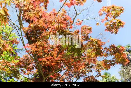 Red maple hand-shaped (lat. Acer palmatum) decorative during the whole period of vegetation crown shape and delicate pattern of the sheet. Bottom view Stock Photo