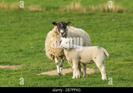 Swaledale mule ewe, a female sheep with well grown lamb in pasture, facing forward.  Springtime.  Yorkshire Dales, UK. Horizontal. Space for copy. Stock Photo