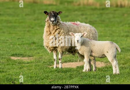 Swaledale mule ewe, a female sheep with well grown lamb in pasture, facing forward.  Springtime.  Yorkshire Dales, UK. Horizontal. Space for copy. Stock Photo