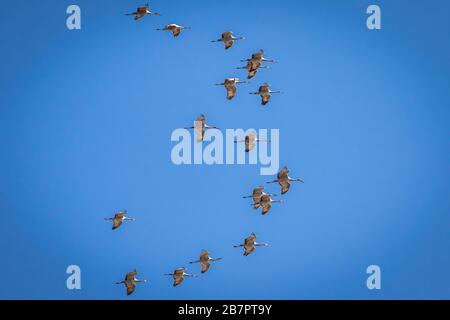 Sandhill Cranes (Grus canadensis) in flight over the Great Salt Plains in Oklahoma Stock Photo