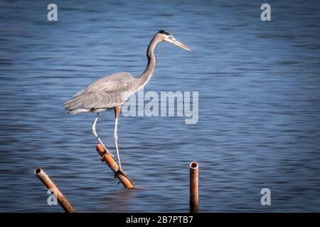 A Great Blue Heron (Ardea herodias) perched on a pole in  Lake Hefner in Oklahoma City Stock Photo