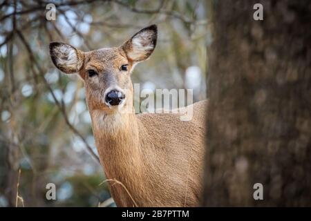 white-tailed Deer (Odocoileus virginianus), doe, in a winter forest in Oklahoma City Stock Photo