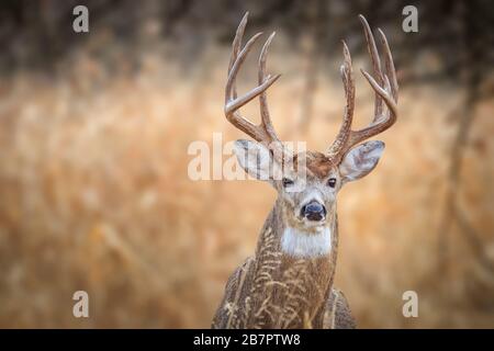 White-tailed Deer (Odocoileus virginianus), buck, in a winter forest in Oklahoma City Stock Photo