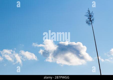 Maypole against blue sky and clouds, Brenbbergbanya, Sopron, Hungary Stock Photo