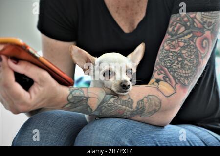 30's Caucasian woman sitting in motel room with her small pet dog making a phone call home with tattoos on one sleeve near camera Stock Photo