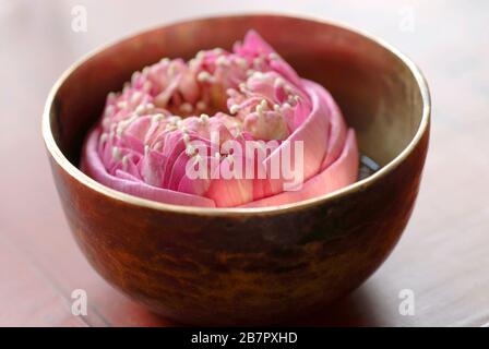 Lotus Flower Stock Photo