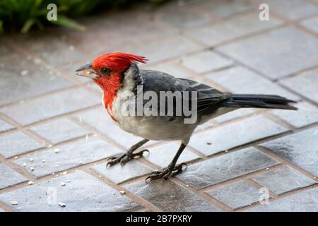 Close up profile of red crested cardinal bird with bright red feathers and shining eye. Stock Photo