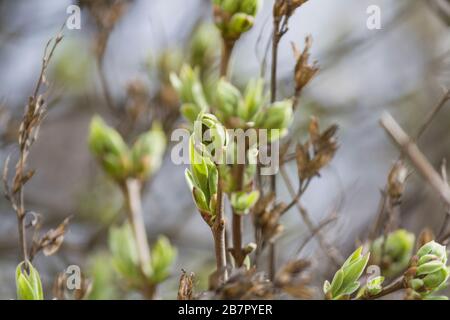 Green buds of plants on tree branches in spring Stock Photo