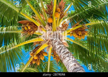 Coconuts on tree with blue sky Stock Photo