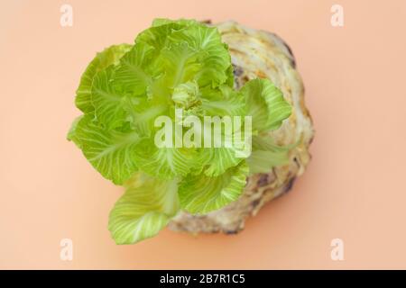 Old head of cabbage from it grows a new sprout top view. Sprouted cabbage on a beige background. Young leaves of white cabbage. Germ sprouted from a c Stock Photo