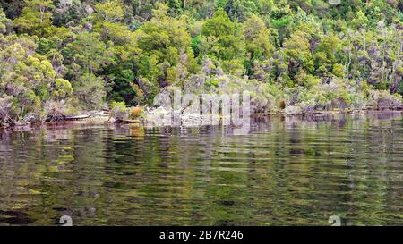 Reflections of the forest on the calm water of the Gordon River in Tasmania, Australia. Cinematic colour toning. Stock Photo