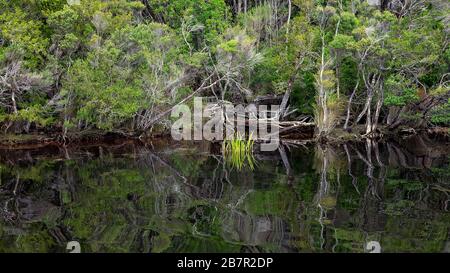 Reflections of the forest on the calm water of the Gordon River in Tasmania, Australia. Cinematic colour toning. Stock Photo