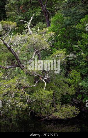 Lush forest on the banks of the Gordon River in Tasmania, Australia. Cinematic colour toning. Stock Photo