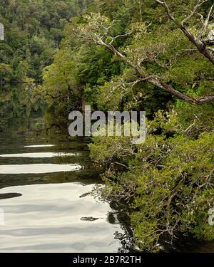 Reflections of the forest on the water of the Gordon River in Tasmania, Australia. Cinematic colour toning. Stock Photo