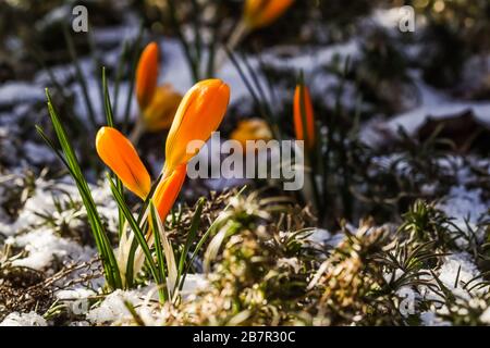 The first yellow crocuses from under the snow in the garden on a sunny day. Botanical concept Stock Photo