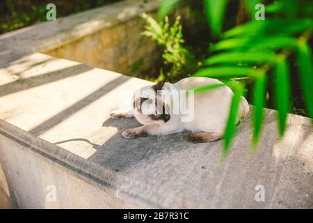 Portrait of a beautiful cat on leashes in the summer garden. Pets walking outdoor adventure in park. young cat, Siamese type, Mekong bobtail outdoors Stock Photo