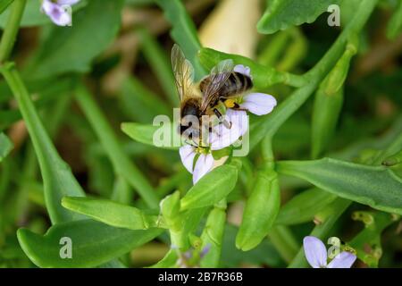 Two bees busily pollinating white flowers amongst green foliage Stock Photo