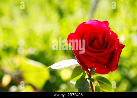 primo piano di rosa in fiore color rosso Stock Photo