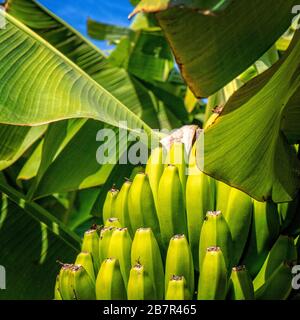 Banana Tree Stock Photo