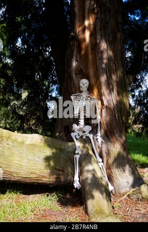 Skeleton human sitting on the wooden bench in park. Halloween Stock ...