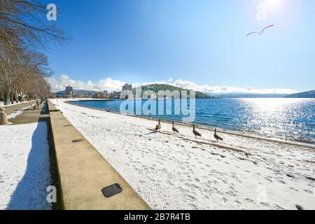 Four Canadian Geese walk in the snow along the shores of Lake Coeur d'Alene during winter in Coeur d'Alene, Idaho. Stock Photo