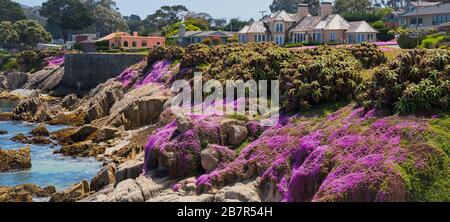 Purple wild flowers in pacific grove in srping with blue sky, California, USA Stock Photo