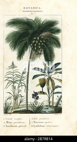 Coconut palm, Cocos nucifera 1, banana, Musa paradisiaca 2, sugar cane, Saccharum officinale 3, flag, Iris germanica 4, Poet's daffodil, Narcissus poeticus 5, and fern Cymbidium echinocarpon 6. Handcoloured copperplate stipple engraving from Jussieu's Dictionary of Natural Science, Florence, Italy, 1837. Illustration engraved by Verico, drawn and directed by Pierre Jean-Francois Turpin, and published by Batelli e Figli. Turpin (1775-1840) is considered one of the greatest French botanical illustrators of the 19th century. Stock Photo