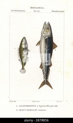 Three-spined stickleback, Gasterosteus aculeatus 1, and Atlantic mackerel, Scomber scombrus 2. Gasterosteo o Spinarella piccola, Maccarello comune. Handcoloured copperplate stipple engraving from Jussieu's Dizionario delle Scienze Naturali, Dictionary of Natural Science, Florence, Italy, 1837. Illustration engraved by Corsi, drawn by Jean Gabriel Pretre and directed by Pierre Jean-Francois Turpin, and published by Batelli e Figli. Turpin (1775-1840) is considered one of the greatest French botanical illustrators of the 19th century. Stock Photo