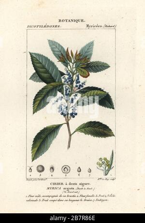 Bayberry, bay-rum tree, candleberry, sweet gale or wax-myrtle, Morella pubescens. Handcoloured copperplate stipple engraving from Antoine Laurent de Jussieu's Dizionario delle Scienze Naturali, Dictionary of Natural Science, Florence, Italy, 1837. Illustration engraved by Mlle le Roy, drawn and directed by Pierre Jean-Francois Turpin, and published by Batelli e Figli. Turpin (1775-1840) is considered one of the greatest French botanical illustrators of the 19th century. Stock Photo