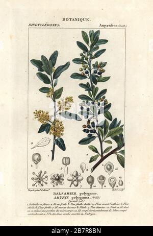 Hardee peppertree or Chilean pepper tree, Schinus polygama. (Amyris polygama, Balsamer polygame.) Handcoloured copperplate stipple engraving from Antoine Laurent de Jussieu's Dizionario delle Scienze Naturali, Dictionary of Natural Science, Florence, Italy, 1837. Illustration engraved by Rebel, drawn and directed by Pierre Jean-Francois Turpin, and published by Batelli e Figli. Turpin (1775-1840) is considered one of the greatest French botanicalillustrators of the 19th century. Stock Photo