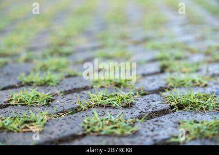 Grass growing in cement block path floor Stock Photo