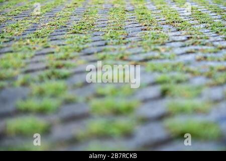 Grass growing in cement block path floor Stock Photo