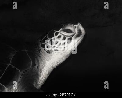 Closeup profile view of a green sea turtle (Chelonia mydas) resting under a coral reef ledge, Jupiter, Florida, United States, Atlantic Ocean Stock Photo